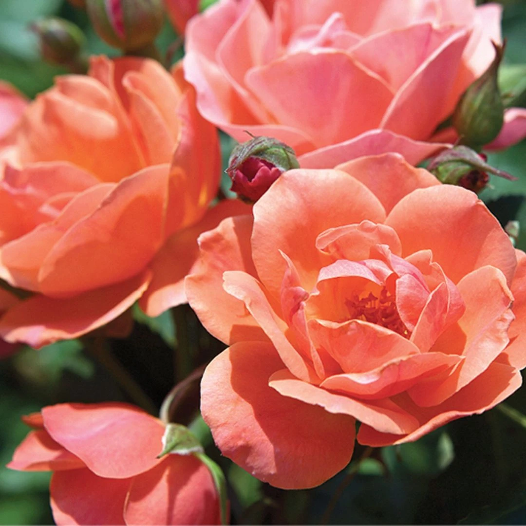 Coral Knock Out® Rose 5 Coral Knock Out® Rose - Image 3
