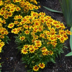 Uptick™ Gold & Bronze Tickseed 7 Uptick™ Gold & Bronze Tickseed -Garden Plants Store Coreopsis Uptick Gold Bronze 3 P