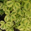 Golden Shadows® Pagoda Dogwood -Garden Plants Store Cornus Gold Shadows 1 sw