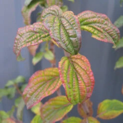 Pucker Up® Red-Twig Dogwood -Garden Plants Store Cornus Pucker Up 2