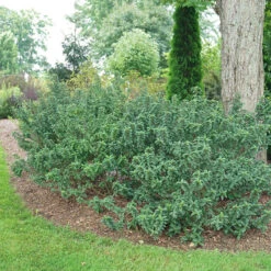 Pucker Up® Red-Twig Dogwood -Garden Plants Store Cornus Pucker Up 4