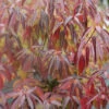 Red Rover® Silky Dogwood 1 Red Rover® Silky Dogwood -Garden Plants Store Cornus Red Rover 1