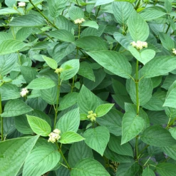 Arctic Fire® Yellow Red-Twig Dogwood 10 Arctic Fire® Yellow Red-Twig Dogwood -Garden Plants Store CornusArcticFireYellowIMG 1449 1 1080x1080 a0e0f4e