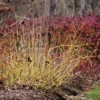 Arctic Fire® Yellow Red-Twig Dogwood -Garden Plants Store CornusArcticFireYellowP1025870 1080x1080 873d5e7