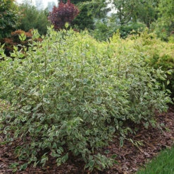 Sgt. Pepper™ Dogwood -Garden Plants Store Cornus Sgt Pepper P1225334