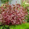 Sgt. Pepper™ Dogwood -Garden Plants Store Cornus Sgt Pepper visi193672