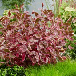 Sgt. Pepper™ Dogwood