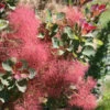 The Velvet Fog® Smokebush 1 The Velvet Fog® Smokebush -Garden Plants Store Cotinus The Velvet Fog 1