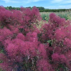 The Velvet Fog® Smokebush -Garden Plants Store Cotinus The Velvet Fog 3