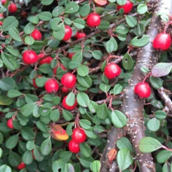 Little DipperĀ® Cotoneaster