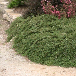 Little Dipper® Cotoneaster 8 Little Dipper® Cotoneaster -Garden Plants Store Cotoneaster Little Dipper 3