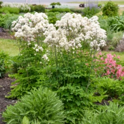 'Cotton Ball' Meadow Rue (Thalictrum) -Garden Plants Store CottonBall MeadowRue Thalictrum