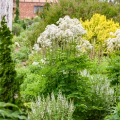 'Cotton Ball' Meadow Rue (Thalictrum) -Garden Plants Store CottonBall MeadowRue Thalictrum 2