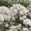 'Cotton Ball' Meadow Rue (Thalictrum) -Garden Plants Store Cotton Ball Meadow Rue Thalictrum