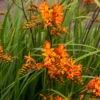 'Firestarter' Montbretia 1 'Firestarter' Montbretia -Garden Plants Store CrocosmiaFirestarsFirestarter