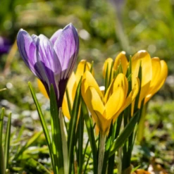 Large Flowering Crocus Mix -Garden Plants Store CrocusMix