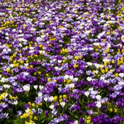 Large Flowering Crocus Mix