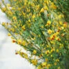 Sister Disco® Scotch Broom 2 Sister Disco® Scotch Broom -Garden Plants Store Cytisus Sister Disco 1 P