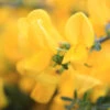 Sister Golden Hair® Scotch Broom 2 Sister Golden Hair® Scotch Broom -Garden Plants Store Cytisus Sister Golden Hair 1 P