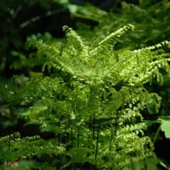 Northern Maidenhair Fern (Adiantum)