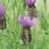 Anouk Spanish Lavender 2 Anouk Spanish Lavender -Garden Plants Store DETA2 8031