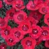 'Eastern Star' Dianthus 2 'Eastern Star' Dianthus -Garden Plants Store DIAES1Q 1 sw