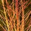 Arctic SunĀ® Dogwood 2 Arctic SunĀ® Dogwood -Garden Plants Store DOGASSQ 1 46dcc979 584a 4a8d 8f9b 898406e5b641 sw
