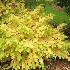 Arctic Sun® Dogwood -Garden Plants Store DOGASSQ 8c5f8373 3020 41a5 986b 7ce7620eab6a sw