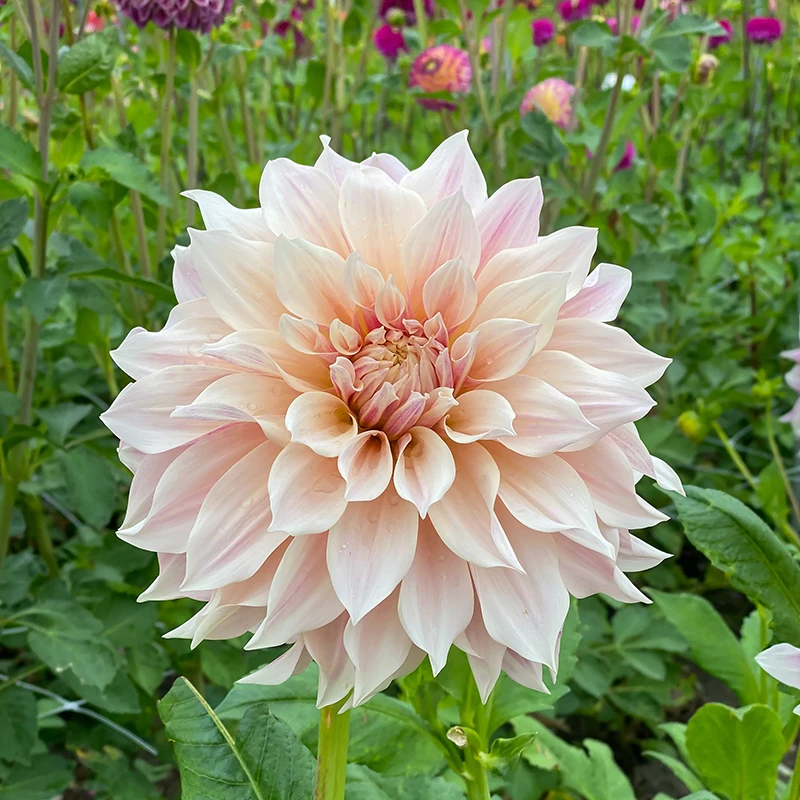 'Café Au Lait' Dahlia 5 'Café Au Lait' Dahlia - Image 3