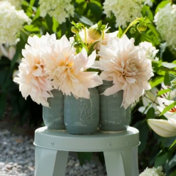 'Café Au Lait' Dahlia 9 'Café Au Lait' Dahlia -Garden Plants Store DahliaCafeauLaitinvase 226189