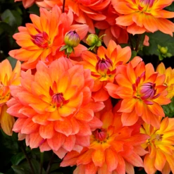 'Firepot' Dahlia