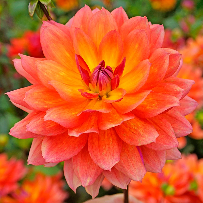 'Firepot' Dahlia 4 'Firepot' Dahlia - Image 2