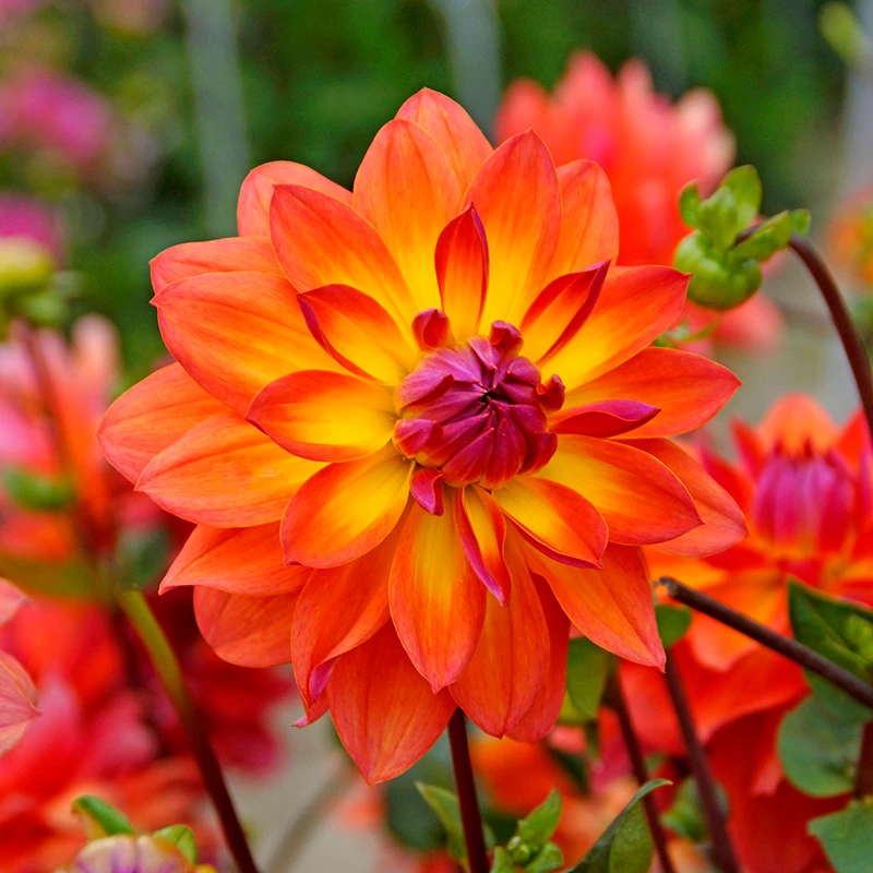 'Firepot' Dahlia 5 'Firepot' Dahlia - Image 3