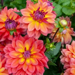 'Firepot' Dahlia 15 'Firepot' Dahlia -Garden Plants Store DahliaFirepot 242307