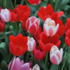 Delight Tulip Blend 1 Delight Tulip Blend -Garden Plants Store Delight Tulip Blend 2