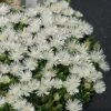 Hot Cakes® 'Coconut Crush' Ice Plant 2 Hot Cakes® 'Coconut Crush' Ice Plant -Garden Plants Store Delosperma hot cakes coconut crush ice plant 2 P sw