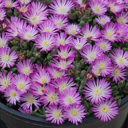 Hot Cakes® 'Fig Fusion' Ice Plant 3 Hot Cakes® 'Fig Fusion' Ice Plant