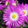 Wheels Of Wonder® Purple Wonder Ice Plant -Garden Plants Store DelospermaWheelsofWonderPurpleWonderPP316747
