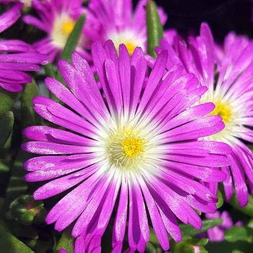 Wheels Of Wonder® Purple Wonder Ice Plant 3 Wheels Of Wonder® Purple Wonder Ice Plant