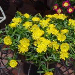 Wheels Of Wonder® Golden Wonder Ice Plant -Garden Plants Store DelospermaWheelsofWonder GoldenWonder Contai