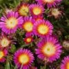 Wheels Of Wonder® Hot Pink Wonder Ice Plant
