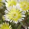 Wheels Of Wonder® Limoncello Ice Plant