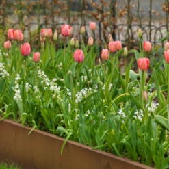 'Design Impression' Tulip 10 'Design Impression' Tulip -Garden Plants Store DesignImpressionTulip 3