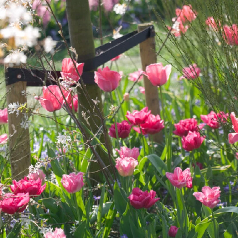 'Design Impression' Tulip 7 'Design Impression' Tulip - Image 5