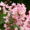 Yuki Cherry Blossom® Deutzia 2 Yuki Cherry Blossom® Deutzia -Garden Plants Store Deutzia Yuki Cherry Blossom 1 P
