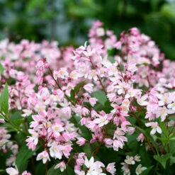 Yuki Cherry Blossom® Deutzia -Garden Plants Store Deutzia Yuki Cherry Blossom 4 P