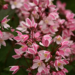 Yuki Cherry Blossom® Deutzia -Garden Plants Store Deutzia Yuki Cherry Blossom 5 P