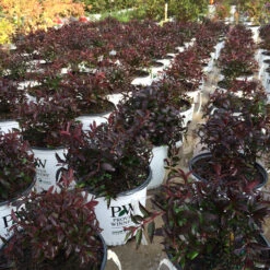 Yuki Cherry Blossom® Deutzia -Garden Plants Store Deutzia Yuki Cherry Blossom 6 P