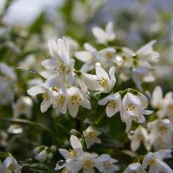 Yuki Snowflake® Deutzia 12 Yuki Snowflake® Deutzia -Garden Plants Store Deutzia Yuki Snowflake 5 P