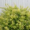 Chardonnay Pearls® Deutzia 2 Chardonnay Pearls® Deutzia -Garden Plants Store Deutzia Chardonnay Pearls 1 P sw